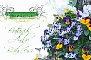 Bahçemizden Fotolar